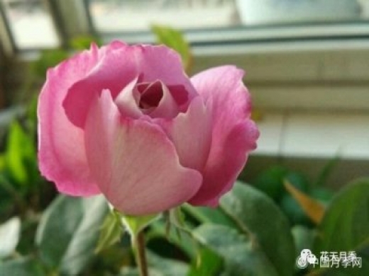 羊脂香水的月季知识