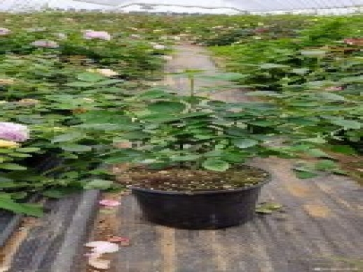 精品月季盆花