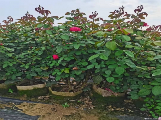 3年生大花月季