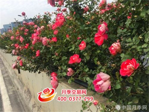 杭州高架上安家近十年 月季今年开始大保养(图1)