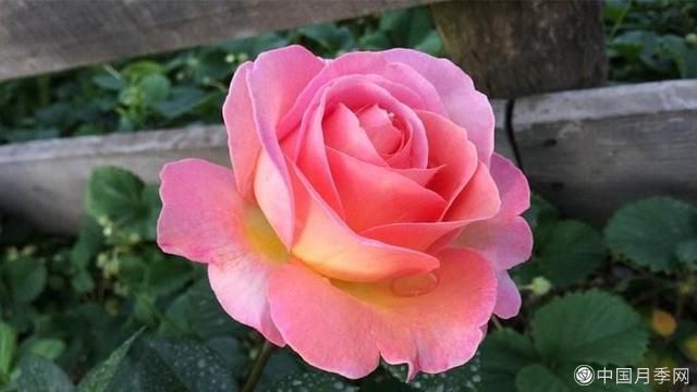 学会月季花具体养护技巧，不怕黄叶，开花多了不少(图1)