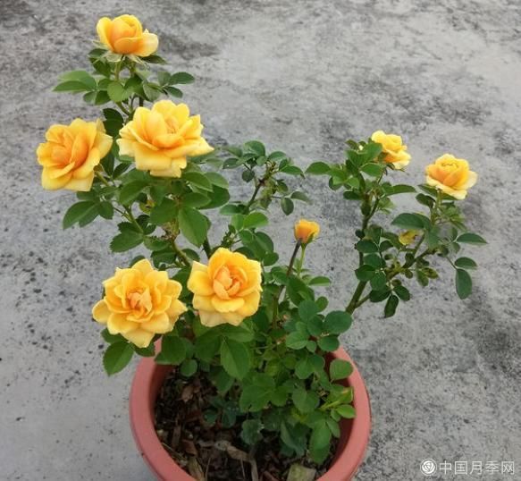 月季花是个“病秧子”，冬季“3点”别忽略，无病无灾，安稳越冬(图3)