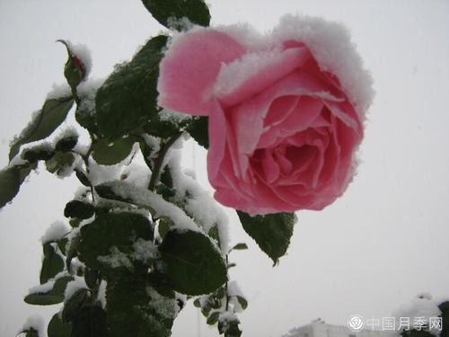 被雪中的月季花所震撼，傲然开放，芳香依旧！(图3)