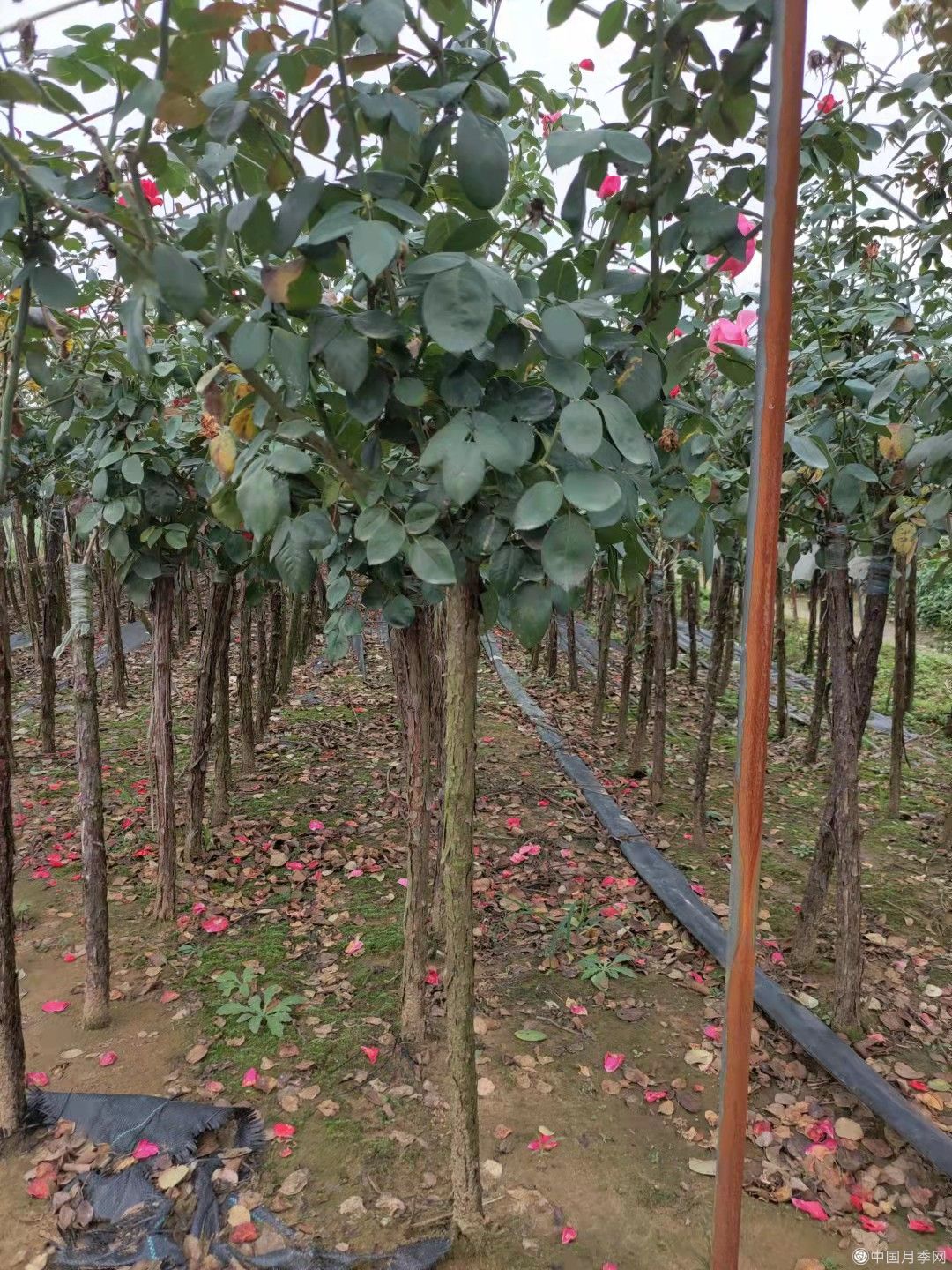 3cm树状月季基地现货直发 质量好价格低。(图4)