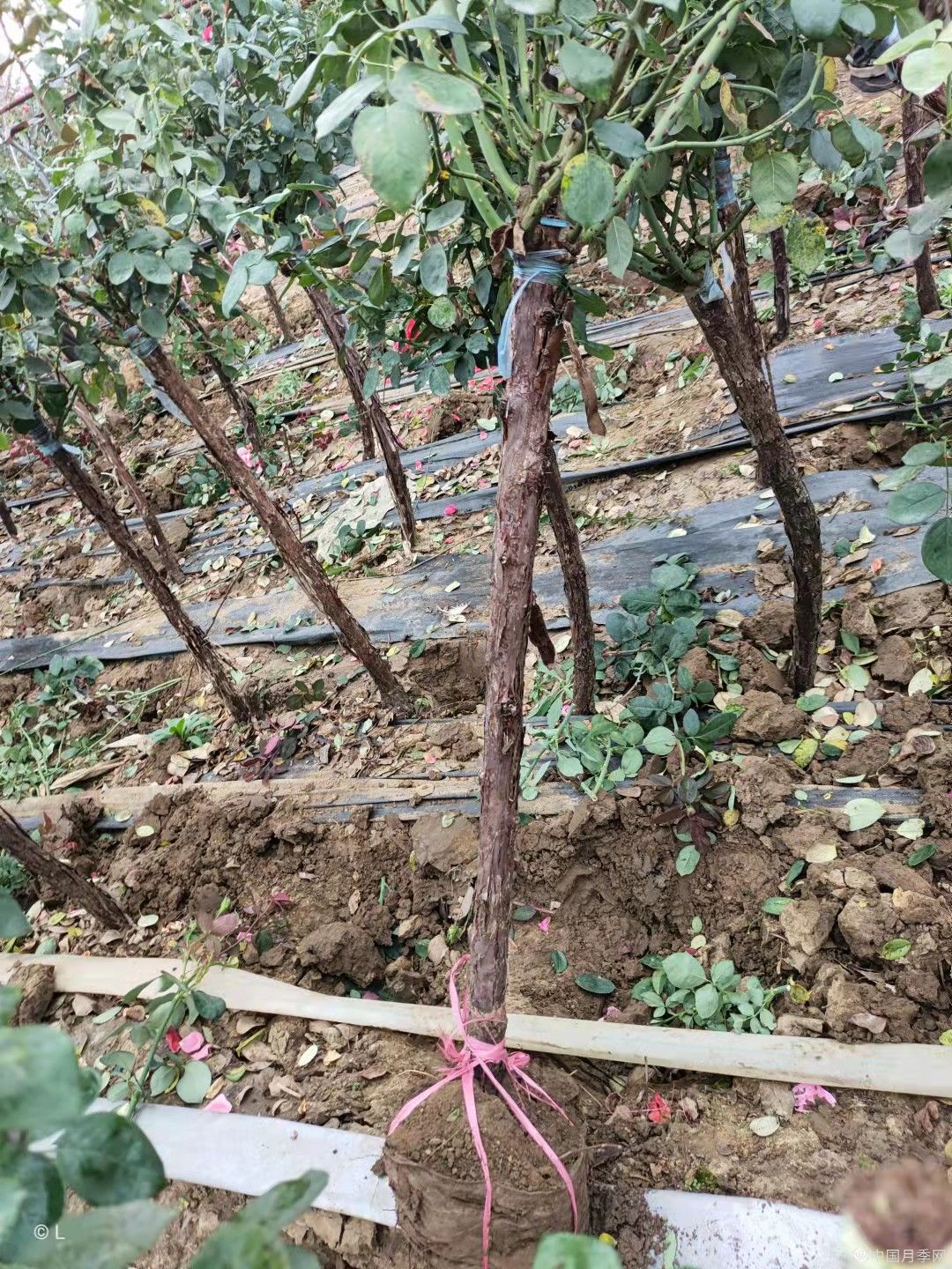 4cm一年冠树状月季基地现货发往陕西某景区(图1)