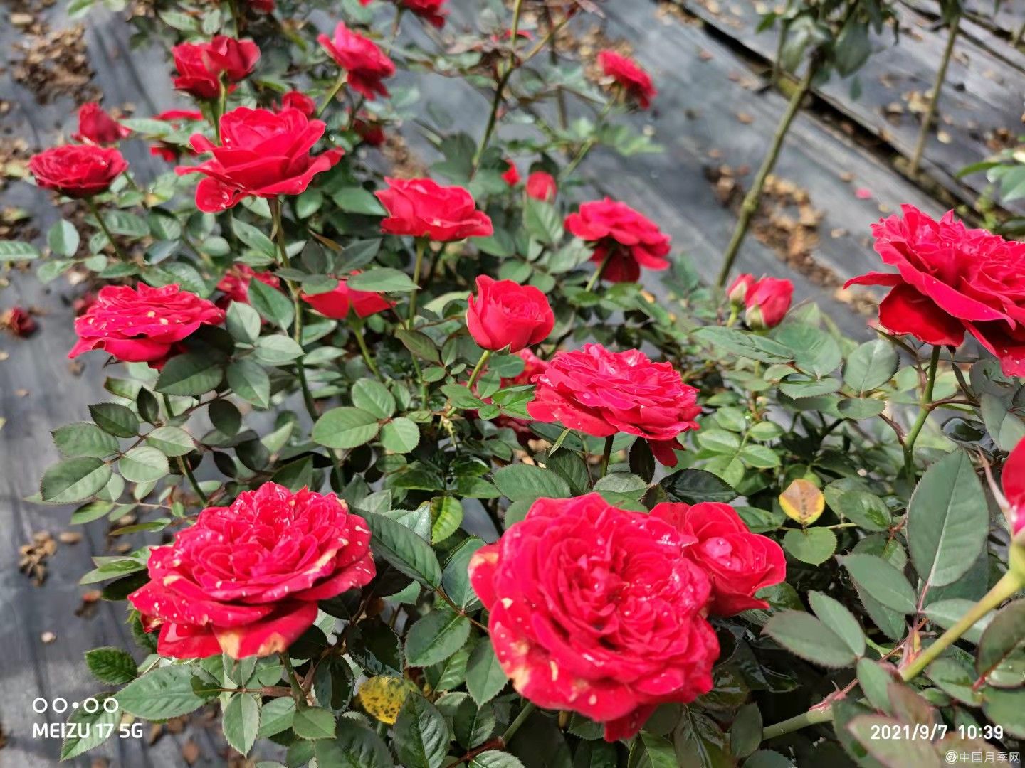 1.5cm欧月小青杆小树状(图1)